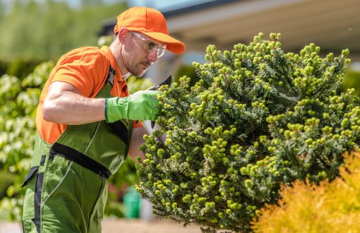 man trimming hedges for lawn care and landscaping services with Dark Horse Landscaping in Boca Raton Florida